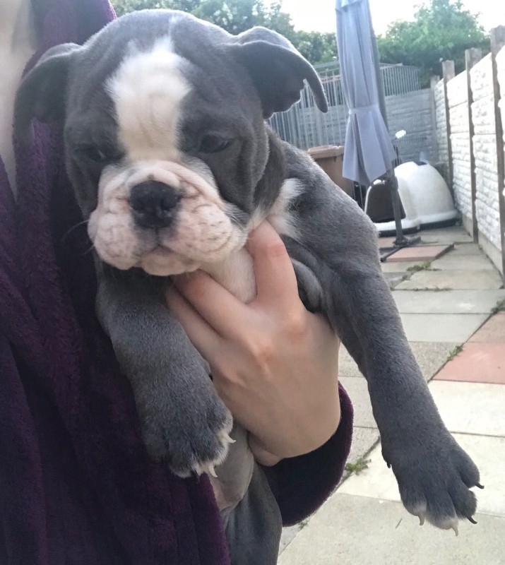 stunning bulldog pup for sale