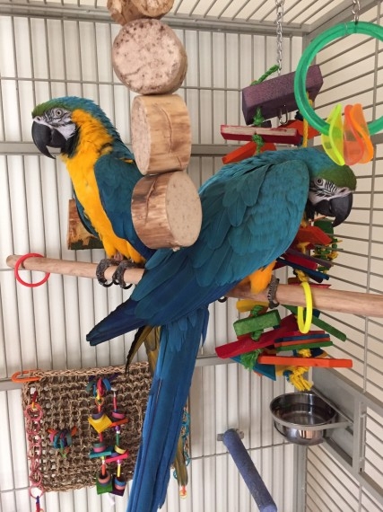 Gorgeous Blue And Gold Macaw 