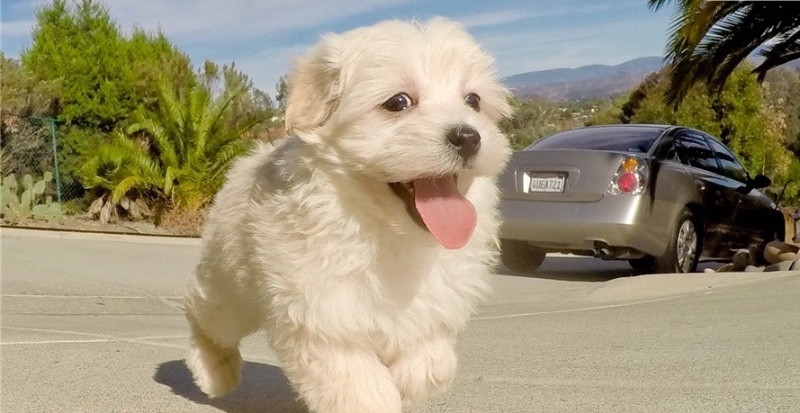Playful Maltese puppies ready for re-home