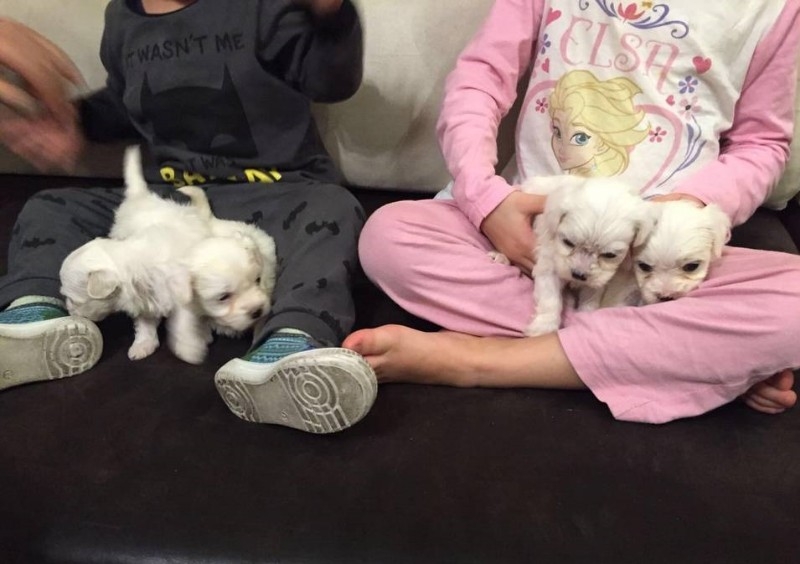 Healthy Male and Female Maltese puppies 8565003160