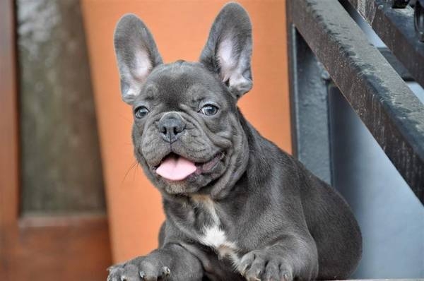 French Bulldog Puppy Available 