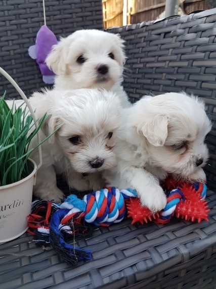 Healthy Male and Female Maltese pupp(856) 500-3160